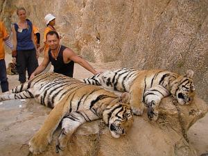 THAILANDE LE TEMPLE DES TIGRES (10)
